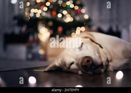 Festlicher Abend zu Hause. Netter Hund schläft auf dem Boden gegen beleuchteten Weihnachtsbaum mit Geschenken. Stockfoto