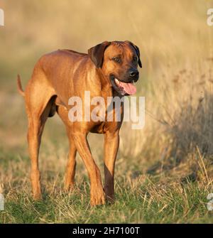 Rhodesian Ridgeback. Erwachsenen einen Weg zu gehen. Deutschland Stockfoto