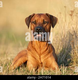 Rhodesian Ridgeback. Erwachsener liegt auf einer Wiese. Deutschland Stockfoto