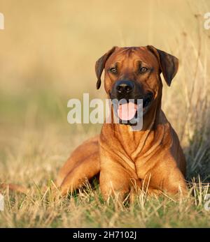 Rhodesian Ridgeback. Erwachsener liegt auf einer Wiese. Deutschland Stockfoto