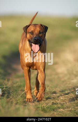 Rhodesian Ridgeback. Erwachsenen einen Weg zu gehen. Deutschland Stockfoto