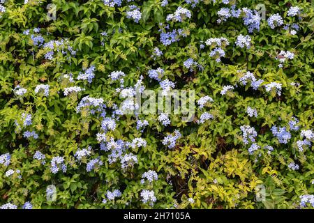 Nahaufnahme einer blühenden Pflanze von Plumbago mit blauen Blüten im Sommer, Ligurien, Italien Stockfoto