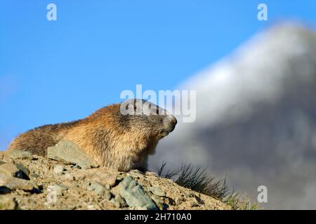 Alpine Murmeltier (Marmota marmota). Erwachsenen mit der Berge Großglockner im Hintergrund, den höchsten Berg von Österreich Stockfoto