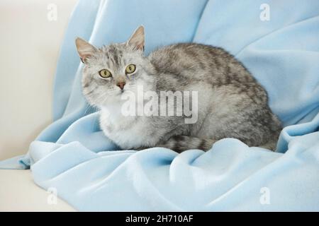 Hauskatze. Tabby Erwachsener auf einer hellblauen Decke. Deutschland Stockfoto