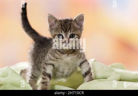 Hauskatze. Tabby Kätzchen stehen auf einer hellgrünen Decke. Deutschland Stockfoto