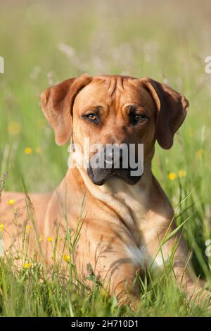 Rhodesian Ridgeback. Erwachsener liegt im Gras. Deutschland Stockfoto