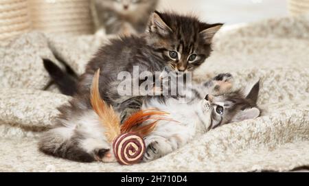 Norwegischer Wald Kat. Zwei Kätzchen spielen auf einer Decke. Deutschland Stockfoto