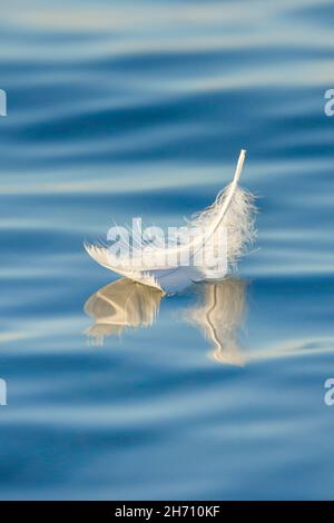 Stummer Schwan (Cygnus olor). Nahaufnahme einer schwebenden Schwanenfeder auf blauem Wasser, Thurgau, Schweiz Stockfoto