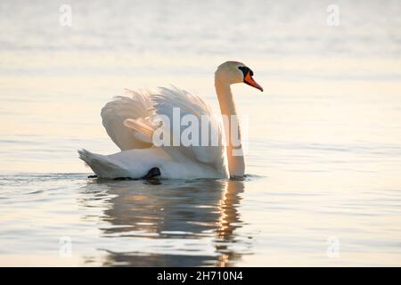 Der mute Schwan (Cygnus olor) schwimmt bei Sonnenaufgang am Bodensee, Thurgau, Schweiz. Stockfoto