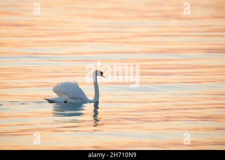 Der mute Schwan (Cygnus olor) schwimmt bei Sonnenaufgang am Bodensee, Thurgau, Schweiz. Stockfoto