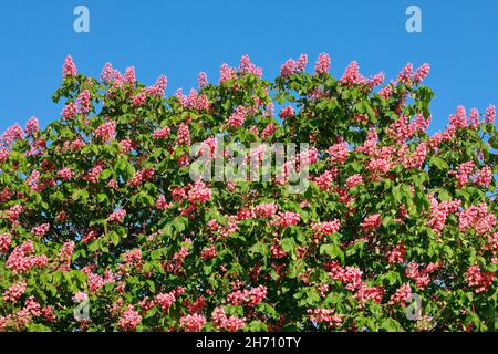 Kastanie des roten Pferdes (Aesculus x carnea), blühender Baum. Schweiz Stockfoto