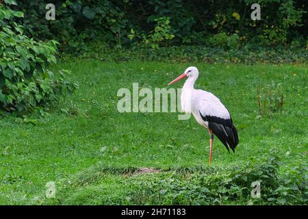 Störche auf einer Graswiese. Elegant in schwarz-weißem Gefieder. Dieser Zugvögel ist ein willkommener Gast in deutschland Stockfoto