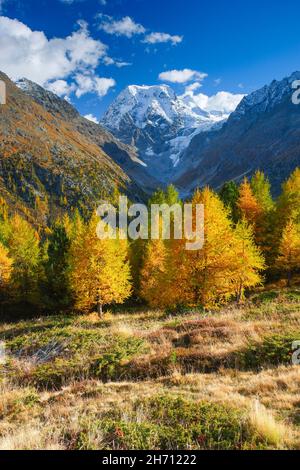 Der Berg Mont Collon (3637 m) im Herbst. Tal von Arolla, Wallis, Schweiz Stockfoto