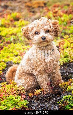 Pudel. Erwachsener Hund sitzt zwischen Kissen Pflanzen. Deutschland Stockfoto