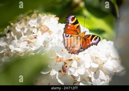 Europäischer Pfauenfalbling (Inachis io, Nymphalis io). Schmetterling auf einer weißen Blume. Deutschland Stockfoto