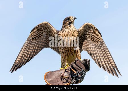 Wanderfalke (Falco peregrinus), für die Jagd verwendet, auf Falknerhandschuh gesetzt. Deutschland Stockfoto