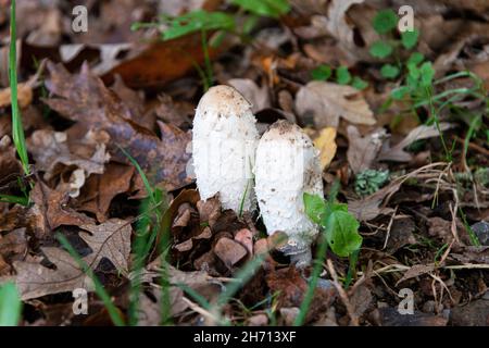 Shaggy Tinte GAP (Coprinus Comatus) Stockfoto