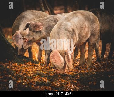 Schweine und Pferde, die nach Eicheln und Samen unter dem uralten Recht von Pannage oder Mast im New Forest, Hampshire/Dorset, Großbritannien, Nahrungssuche machen Stockfoto