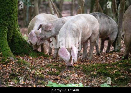 Schweine und Pferde, die nach Eicheln und Samen unter dem uralten Recht von Pannage oder Mast im New Forest, Hampshire/Dorset, Großbritannien, Nahrungssuche machen Stockfoto