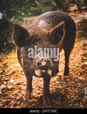 Schweine und Pferde, die nach Eicheln und Samen unter dem uralten Recht von Pannage oder Mast im New Forest, Hampshire/Dorset, Großbritannien, Nahrungssuche machen Stockfoto