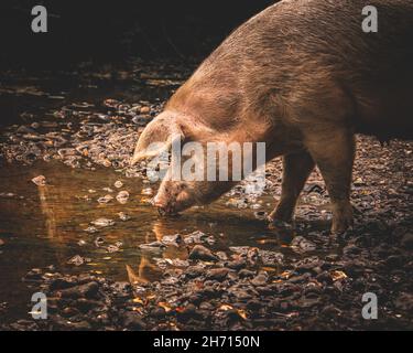 Schweine und Pferde, die nach Eicheln und Samen unter dem uralten Recht von Pannage oder Mast im New Forest, Hampshire/Dorset, Großbritannien, Nahrungssuche machen Stockfoto