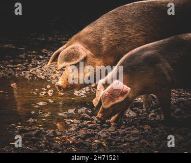 Schweine und Pferde, die nach Eicheln und Samen unter dem uralten Recht von Pannage oder Mast im New Forest, Hampshire/Dorset, Großbritannien, Nahrungssuche machen Stockfoto