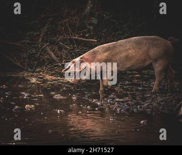 Schweine und Pferde, die nach Eicheln und Samen unter dem uralten Recht von Pannage oder Mast im New Forest, Hampshire/Dorset, Großbritannien, Nahrungssuche machen Stockfoto