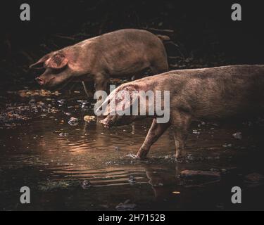 Schweine und Pferde, die nach Eicheln und Samen unter dem uralten Recht von Pannage oder Mast im New Forest, Hampshire/Dorset, Großbritannien, Nahrungssuche machen Stockfoto