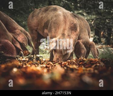 Schweine und Pferde, die nach Eicheln und Samen unter dem uralten Recht von Pannage oder Mast im New Forest, Hampshire/Dorset, Großbritannien, Nahrungssuche machen Stockfoto