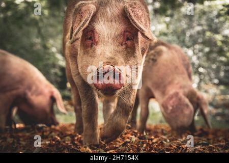 Schweine und Pferde, die nach Eicheln und Samen unter dem uralten Recht von Pannage oder Mast im New Forest, Hampshire/Dorset, Großbritannien, Nahrungssuche machen Stockfoto