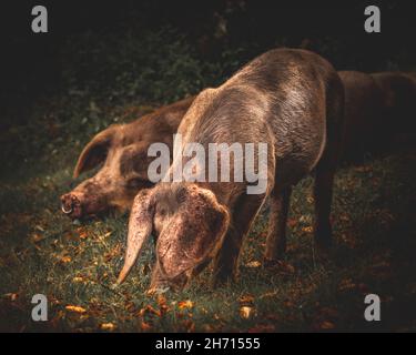 Schweine und Pferde, die nach Eicheln und Samen unter dem uralten Recht von Pannage oder Mast im New Forest, Hampshire/Dorset, Großbritannien, Nahrungssuche machen Stockfoto