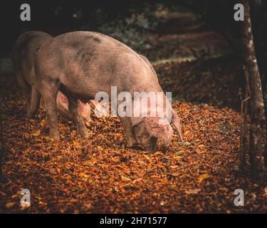 Schweine und Pferde, die nach Eicheln und Samen unter dem uralten Recht von Pannage oder Mast im New Forest, Hampshire/Dorset, Großbritannien, Nahrungssuche machen Stockfoto