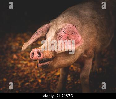 Schweine und Pferde, die nach Eicheln und Samen unter dem uralten Recht von Pannage oder Mast im New Forest, Hampshire/Dorset, Großbritannien, Nahrungssuche machen Stockfoto