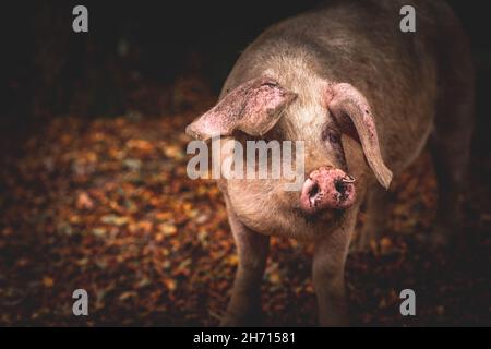 Schweine und Pferde, die nach Eicheln und Samen unter dem uralten Recht von Pannage oder Mast im New Forest, Hampshire/Dorset, Großbritannien, Nahrungssuche machen Stockfoto