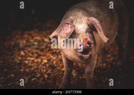 Schweine und Pferde, die nach Eicheln und Samen unter dem uralten Recht von Pannage oder Mast im New Forest, Hampshire/Dorset, Großbritannien, Nahrungssuche machen Stockfoto