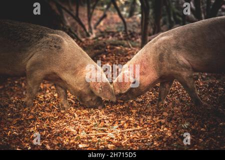 Schweine und Pferde, die nach Eicheln und Samen unter dem uralten Recht von Pannage oder Mast im New Forest, Hampshire/Dorset, Großbritannien, Nahrungssuche machen Stockfoto