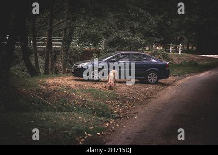 Schweine und Pferde, die nach Eicheln und Samen unter dem uralten Recht von Pannage oder Mast im New Forest, Hampshire/Dorset, Großbritannien, Nahrungssuche machen Stockfoto