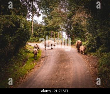 Schweine und Pferde, die nach Eicheln und Samen unter dem uralten Recht von Pannage oder Mast im New Forest, Hampshire/Dorset, Großbritannien, Nahrungssuche machen Stockfoto