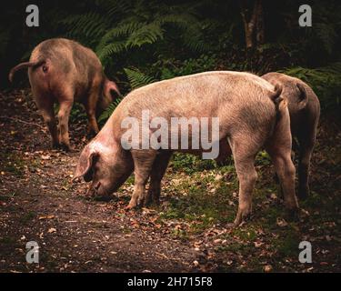 Schweine und Pferde, die nach Eicheln und Samen unter dem uralten Recht von Pannage oder Mast im New Forest, Hampshire/Dorset, Großbritannien, Nahrungssuche machen Stockfoto