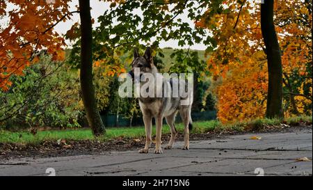 Netter tschechoslowakischer Wolfdog auf einer Straße, im Herbst Stockfoto