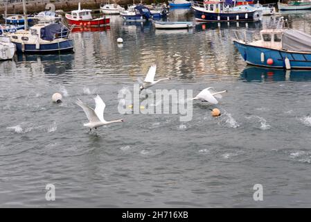 Brixham Hafen in Devon UK Stockfoto