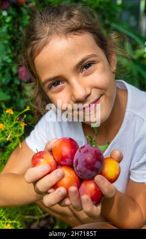 Das Kind erntet Pflaumen im Garten. Selektiver Fokus. Kind. Stockfoto