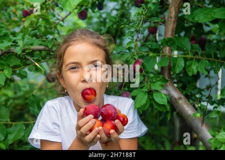 Das Kind erntet Pflaumen im Garten. Selektiver Fokus. Kind. Stockfoto