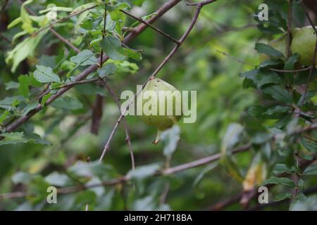 Selektiver Fokusschuss eines grünen wilden Granatapfels auf einem Baum Stockfoto
