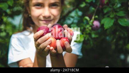 Das Kind erntet Pflaumen im Garten. Selektiver Fokus. Kind. Stockfoto