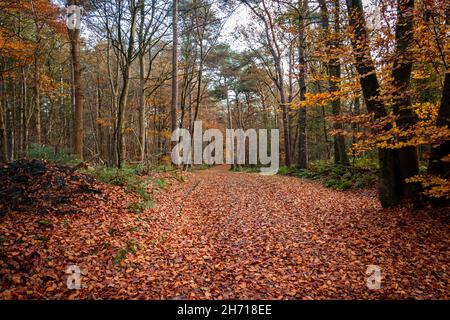 Anwesen 'Eerde' im Herbst mit dem schönen Gelbgold und orange gefärbte Bäume wie Buche und Eiche, ein Naturschutzgebiet in der Nähe der Stadt Ommen in der Stockfoto