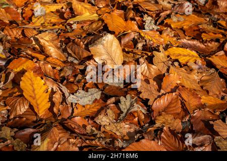 Die Herbstblätter der Buche und Eiche liegen auf dem Boden, in all den schönen Herbstfarben. Provinz Overijssel, Niederlande Stockfoto
