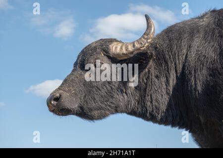 Nahaufnahme des Herdes von Wasserbüffeln (Bubalis murrensis) auf blauem Hintergrund. Stockfoto