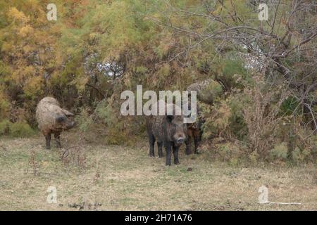 Wildschwein (Sus scrofa) führt auf einer Herbstwiese die Herde von Feral-Schweinen (Schwein-Schwein-Hybrid) an Stockfoto