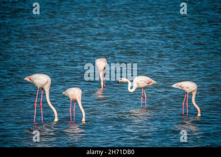 Rosaflamingo (Phoenicopterus Roseus) Stockfoto